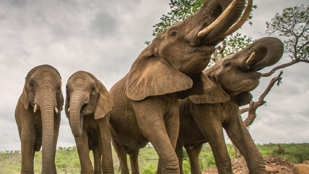 By using a wide-angle lens from down low I got a unique perspective of these elephants drinking in KwaZulu Natal, South Africa. Canon 5D Mark III, Canon EF16-35mm f/2.8 lens @ 16mm. 1/200s @ f/4, ISO 100.