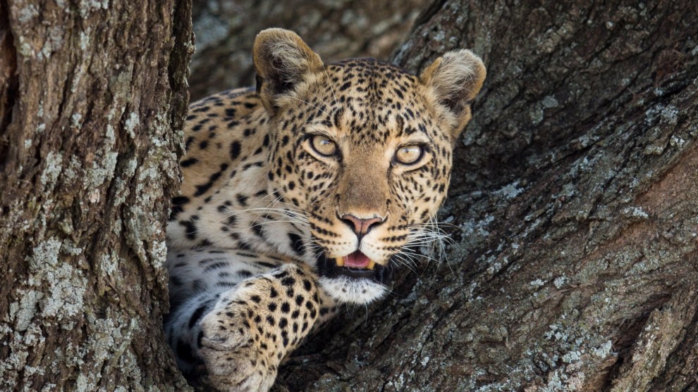 After searching long and hard for the elusive leopard in the Serengeti, Tanzania we were rewarded by a beautiful one that wasn&rsquo;t the least bit camera shy. Canon 5D Mark III, Canon EF400mm f/2.8 lens @ 400mm,1/400s @ f/2.8, ISO100.