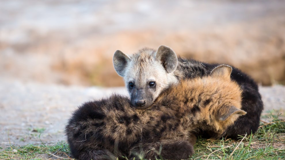 Local knowledge led me straight to the hyena den at first light increasing my chance of great young hyena photographs. Canon 5D Mark III, Canon EF400mm f/2.8 lens @ 400mm. 1/640s @ f/2.8, ISO 1000.