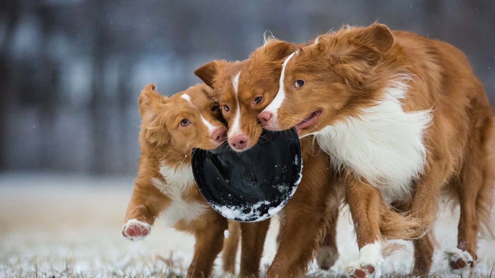 Third place, Dogs at Play, Sarah Beeston. Nova Scotia duck tolling retrievers Daffy, Taz, and Wile E playing with a frisbee in Indiana, USA

Photograph: Sarah Beeson