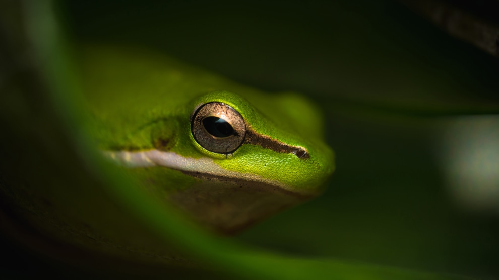 Category // Macro &copy; Blake Fitzgerald