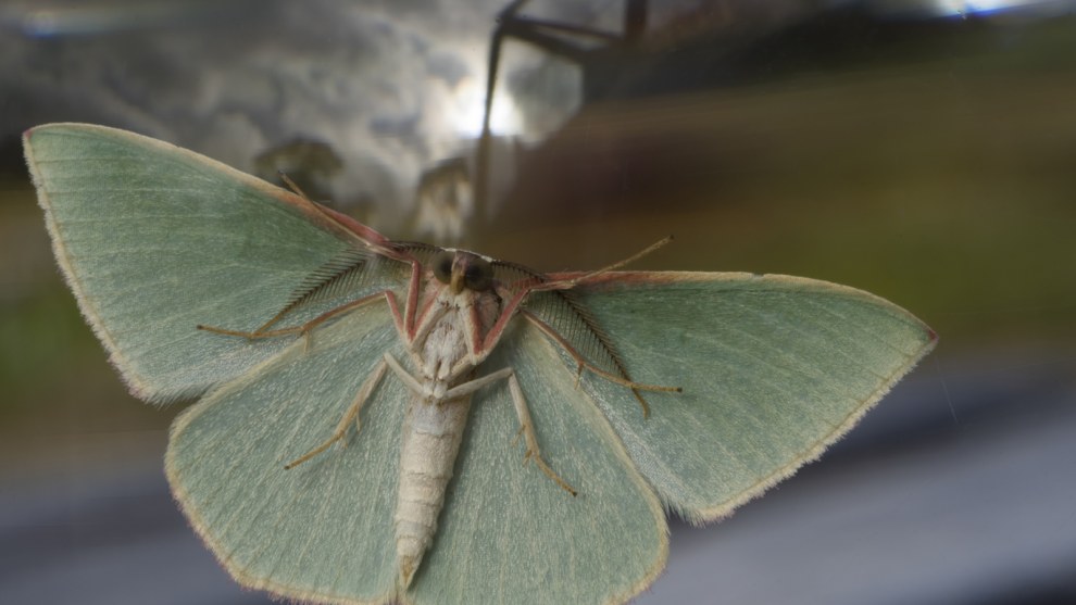 Category // Macro &copy; Samuel Rowley