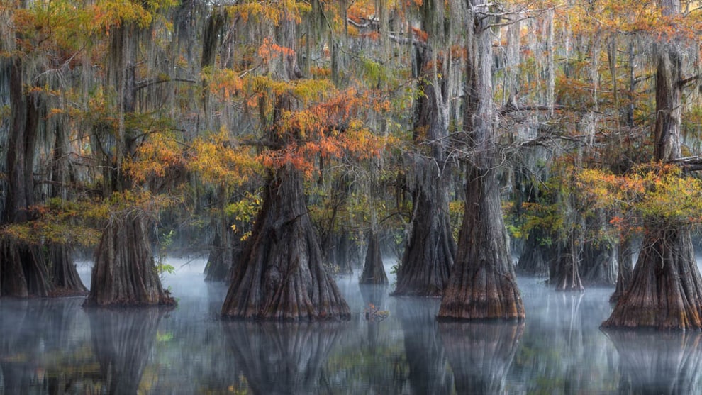 David Thompson, USA, Jambalaya, Swamps, Southern Usa