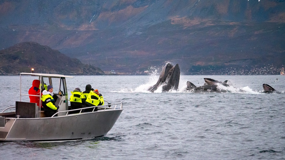 Humpback whales feeding in arctic Norway.