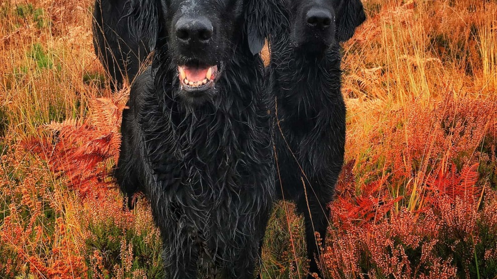 First place, Portrait,by Carol Durrant. Three flat-coated retrievers &ndash; Crew, Darcie and Pagan.