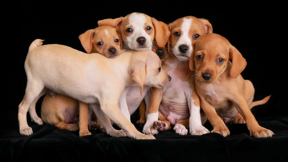 Second place, Puppies by Charlie Nunn. Beagle mix puppies.
