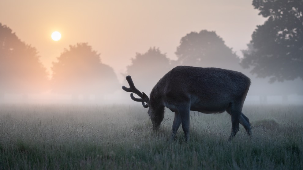 Photographer: Matthew Cattell, UK

"A red deer stag at dawn on a misty summer's morning in Bushy Park near London, UK. I&rsquo;ve been following the red deers in the London Parks for the past three years, and summer has to be my favourite time of year to photograph them. Stags shed their antlers early in the year and then regrow them over the summer months in preparation for the breeding season or rut in autumn. This ensures the stag is in perfect condition for the breeding season. Whilst the antlers grow they are covered in a layer of protective velvet which looks stunning when lit in early morning light."