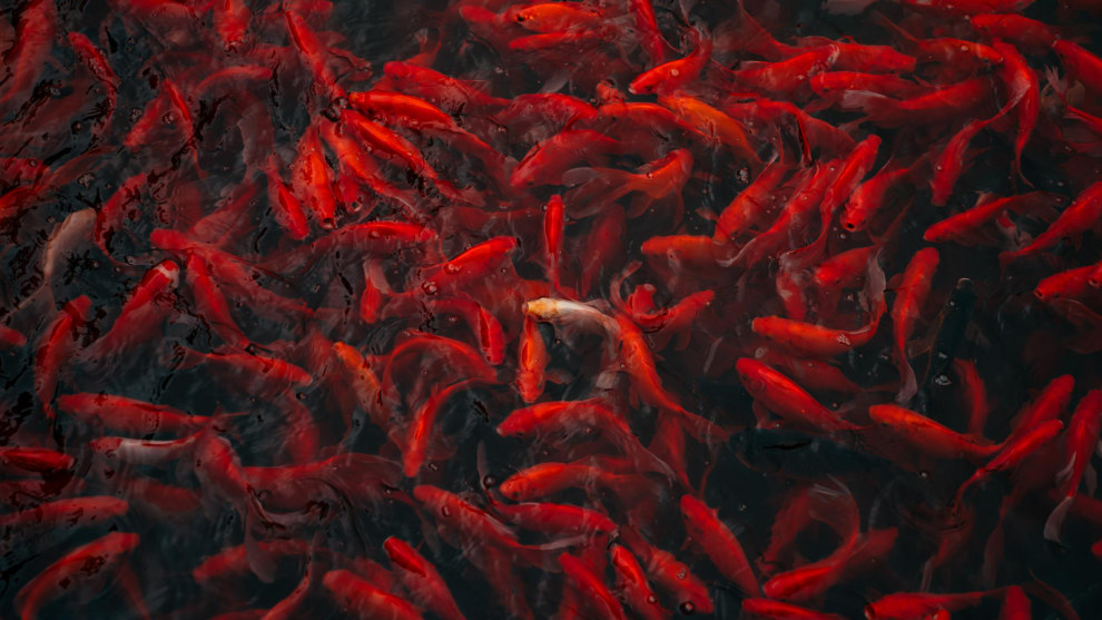 Category // Nature &copy; Mackenzie Cull