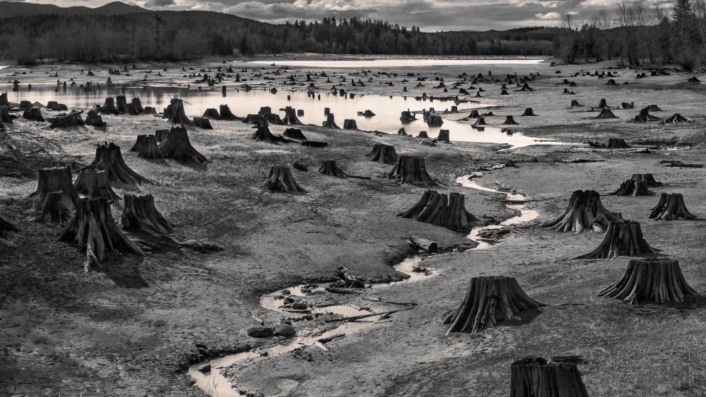 Copyright: &copy; Hal Gage, United States of America, Shortlist, Open, Landscape (Open Competition), 2019 Sony World Photography Awards. Stumps exposed from in spring when water levels on the man-made Alder lake on the Nisqually River Dam, Washington are low.