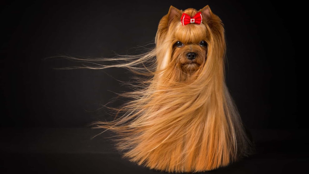 Judges&rsquo; mention, Portrait, by Viktoria Baranova.