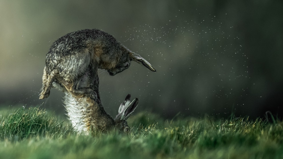 Copyright: &copy; Nick Edwards, United Kingdom, Shortlist, Open, Natural World & Wildlife, 2019 Sony World Photography Awards. For some time, I have been photographing a colony of hares on a local farm on the Isle of Wight, UK. I noticed that they often gathered at dawn on a field ridge, where shafts of early light through a nearby wood provide ideal lighting for photography. Additionally, we had a very wet Spring, so the animals were often bedraggled and creating spray as they ran. It was then a matter of waiting for very many days for light, hares and their antics to come together for a photograph.