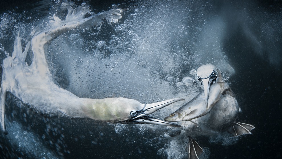 Copyright: &copy; Tracey Lund, United Kingdom, Shortlist, Open, Natural World & Wildlife (Open competition), 2019 Sony World Photography Awards. Whilst on a trip to Shetland, the biggest thing I wanted to do was photograph the gannets as they feed underwater. The photography takes place at sea around some of Shetland&rsquo;s remotest headlands. Dead bait is used, using fish the Gannets would normally eat, locally sourced around Shetland. To be able to capture what goes on under the water was an unbelievable experience and one I will never forget.