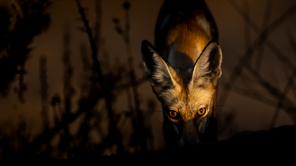 Copyright: &copy; Msaaed Al Gharibah, Kuwait, Shortlist, Open, Natural World & Wildlife, 2019 Sony World Photography Awards. The Arabian Red Fox ( Vulpes vulpes arabica ) is a subspecies of the Red Fox and is native to Arabia and adapted to life in the desert. It inhabits virtually every environment in Arabia from cities along the coast to desert and mountains.