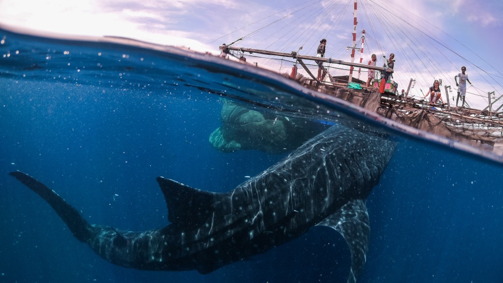 Copyright: &copy; Marco Zaffignani, Italy, Shortlist, Open, Travel (Open competition), 2019 Sony World Photography Awards. This image represents my meeting with the whale sharks in West Papua last september. Here, in Teluk Cenderawasih National Park, you can swim with these beautiful animals, which are continually approaching the fishing platforms and surround you with their slow and impressive motion. The experience leaves you breathless.