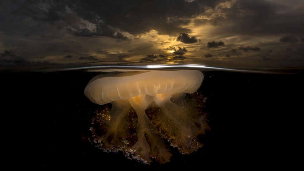 Copyright: &copy; Angel Fitor, Spain, Shortlist, Open, Natural World & Wildlife, 2019 Sony World Photography Awards. A jellyfish pulsates its umbrella right beneath the surface at the end of the blooming season in Mar Menor (Spain) coastal lagoon.