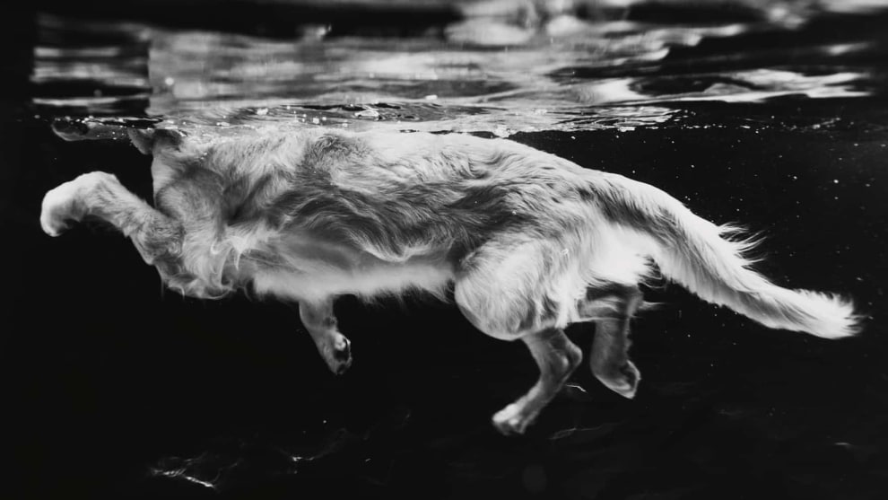Judges&rsquo; mention, Dogs at Work by Leslie Plesser. Thoven the golden retriever.