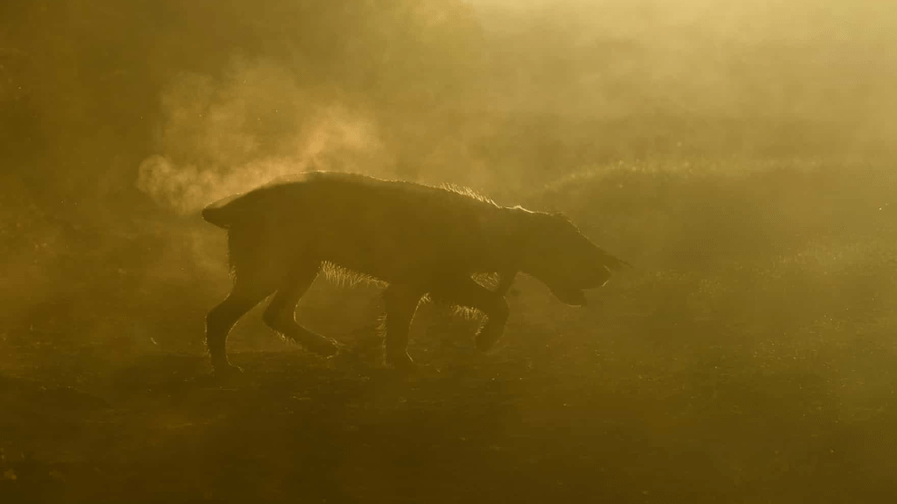 Second place, Dogs at Work by Richard Lane. Tarly, an English springer spaniel, in Ashdown Forest, UK.
