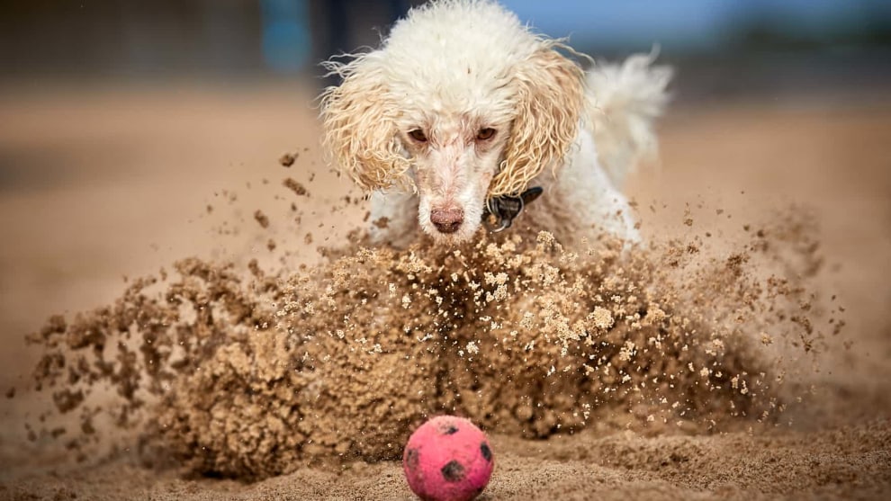Judges&rsquo; mention, Dogs at Play, by Darren William Hall. Ted, a miniature poodle, slams on the brakes on the beach at Whitley Bay, UK

Photograph: Darren William Hall