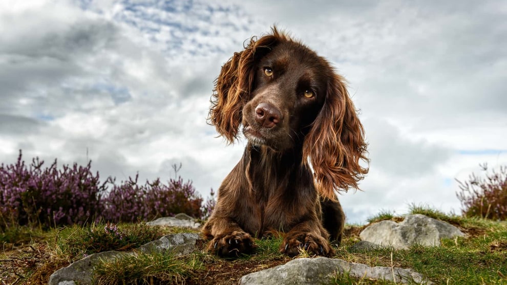 Judges&rsquo; mention, Portrait, Jonathan Yearsley. Tatti, an English cocker spaniel.