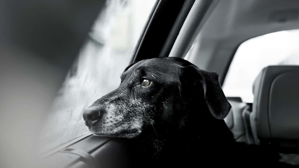 Second place, Oldies by Rachele Z Cecchini. Rescue dog Nilo.