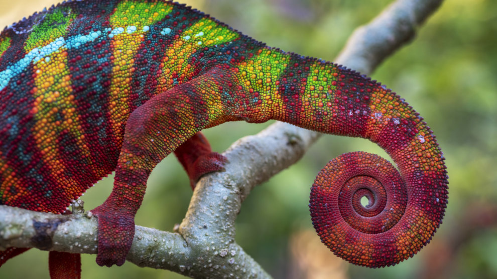 IGNACIO PALACIOS, SPAIN/AUSTRALIA
COMMENDED, NATURAL WORLD. Mantadia
National Park,
Madagascar.
Chameoleon
colours. Nikon D810,
macro 70mm lens,
f5, 1/60s, ISO
1000.