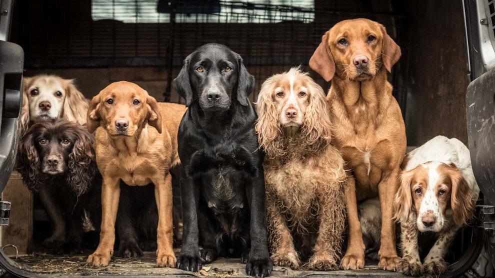 First place, Dogs at Work, by Tracy Kidd, UK. Spaniels and retrievers after a hard day&rsquo;s work.