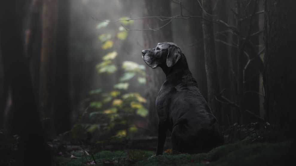Oldies&rdquo; category, and overall winner, &ldquo;The Lady of the Mystery Forest&rdquo; by Dutch photographer Monica van der Maden.