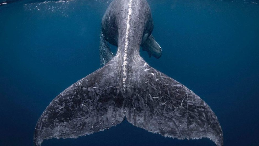 I was fortunate to have encountered a humpback whale with her calf on my first day snorkeling near Japan's Kumejima Island. Most of the time, the calf stayed close to her mom. At one point, the calf began jumping and tapping its tail on the water near us&mdash;it was very friendly and curious. Finally, the mother, who was watching nearby, came to pick up the calf and swim away. I fell in love completely with the calf and it's very energetic, large and beautiful tail. Grand prize winner of the National Geographic Travel Photographer of the Year Contest CREDIT: Photo and Caption by Reiko Takahashi/ National Geographic Travel Photographer of the Year Contest