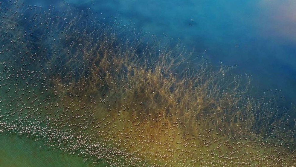 Flamingos Taking Off. Thousands of flamingos are seen taking off from the colorful Lake Natron in Tanzania. Before taking off, flamingos need to take a short run on water to build up some speed. At that moment, their long, red legs create a series of water ripples on the surface of the lake. Looking down from the helicopter, these ripple lines look like giant aquatic plants flowing in the water. This photo was taken from a helicopter. Second place, Nature category. National Geographic Travel Photographer of the Year Contest. CREDIT: Photo and Caption by hao j. / National Geographic Travel Photographer of the Year Contest.