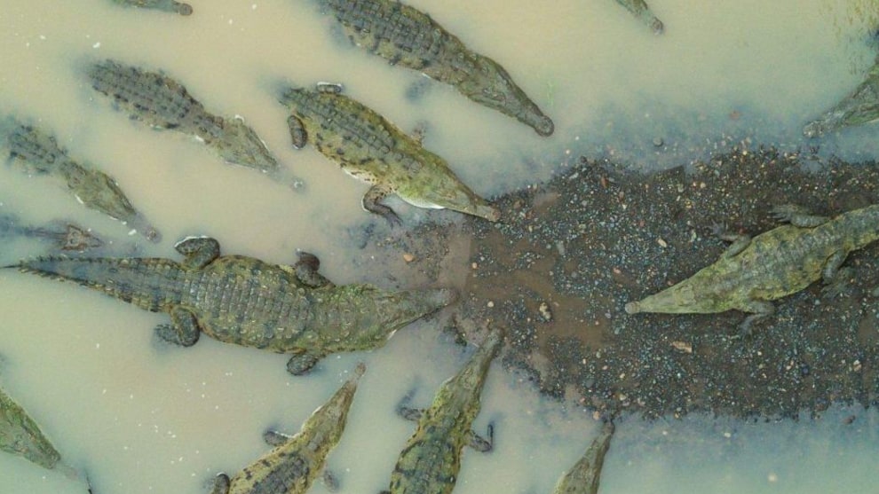 FORMATION. When we arrived at the R&iacute;o Grande de Tarcoles in Costa Rica, I saw a fantastic formation of the sharp-mouthed crocodiles. I couldn't help myself, and I started my drone and began to photograph them from the air. My heart was beating like crazy because I was incredibly excited, on the one hand I was a bit scared for the drone, on the other hand I was so happy about the unique moment. Credit: Niklas Weber