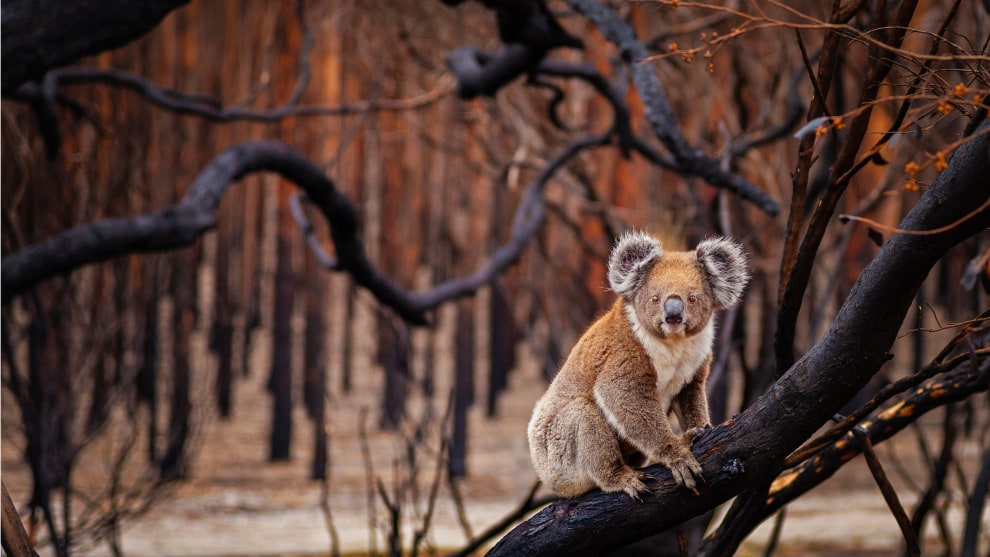 Resilience by Julie Fletcher. Terrestrial Wildlife Finalist, Kangaroo Island, South Australia. In 2018, Australia experienced its third-hottest year on record&mdash;temperatures that, coupled with historic droughts, created prime conditions for bushfires. For slow-moving koalas (Phascolarctos cinereus), the odds of surviving fast-burning blazes like these are slim. Which made photographer Julie Fletcher&rsquo;s discovery on this day all the more surprising. Having set out to document the desolate, fire-ravaged forests on Kangaroo Island off South Australia, Fletcher watched as the determined koala, its fur tinged burnt sienna, climbed a tree and began to munch charred, crispy leaves. &ldquo;He was watching me the whole time,&rdquo; she says, &ldquo;with an intensity that told the story."