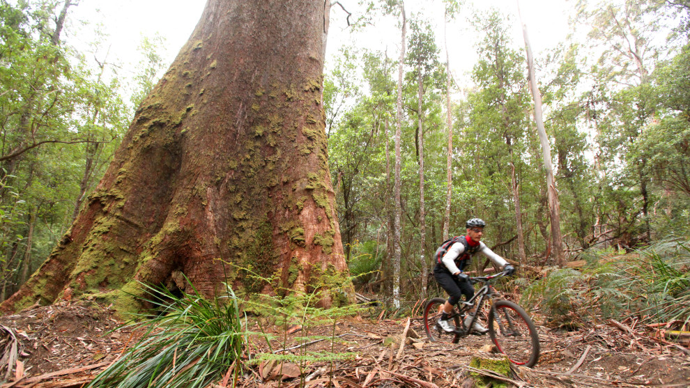 Riding past Big Mamma - a giant of the forest near Derby.