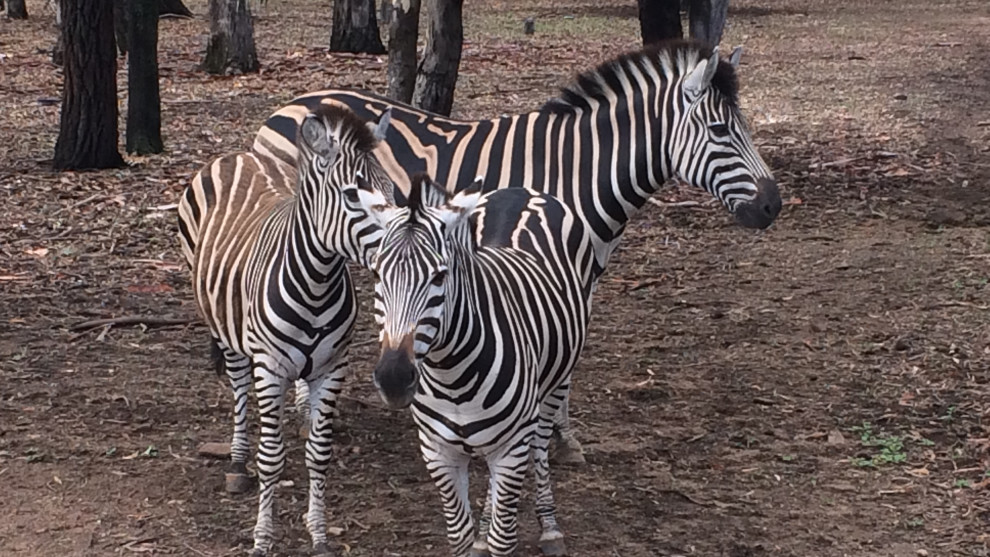 Sure, visit Dubbo to see these guys but don't forget your MTB too! Our kids really enjoyed riding around the zoo as well - there's all sorts of sneaky little singletracks in there and it makes for an entertaining day out.