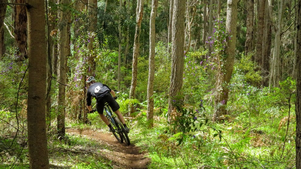 Slotting between the trees at  The Pines in Margaret River.
