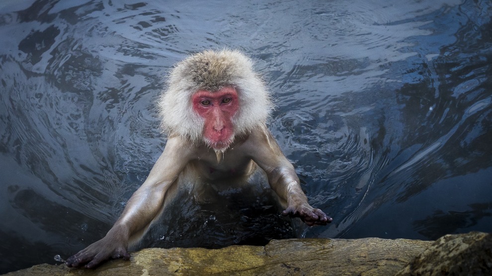 Snow monkey, Jigokudani Monkey Park, Yudanaka, Japan.
The Japanese Macaques, or snow monkeys as they are commonly called, are a lot of fun to photograph as they are drawn to the steaming waters of the natural hot spring. As with these types of easily accessible wildlife experiences it can feel like a bit of a circus, with plenty of tourists vying for a good position. The monkeys come and go from the water so by observing this behaviour for a while it&rsquo;s possible to start anticipating which monkey might be heading out and where the exit point might be. Canon 1D X MkII, Canon 24-70mm lens @ 24mm, 1/800 @ f4.5, ISO 1000.