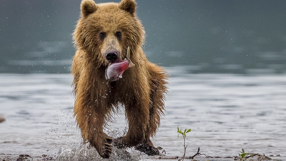 Kamchatka Brown Bear, Kuril Lake, Kamchatka, Russia. In summer, Kuril Lake becomes the largest salmon spawning ground in the world, which means the Kamchatka brown bears come in big numbers. I was told there was around 1000 bears around the lake. It is a sensational place for photography. The majority of my pictures were taken with the 200-400mm lens, often with the 1.4x extender engaged so I could shoot up to 560mm. You can photograph the bears over the fence that surrounds the campsite, or at landing sites around the lake or from a boat. Over the four days I was there we had a good mix of locations, vantage points and weather conditions including warm sunshine and blue sky to soft rain and diffused light to heavy rain accompanied by cold wind and low light. Perfect really. Apart from when you&rsquo;re in the campsite, surrounded by an electric fence, you are accompanied by an inspector, or park ranger, equipped with a whistle, flares and a gun to keep the bears at a safe distance.