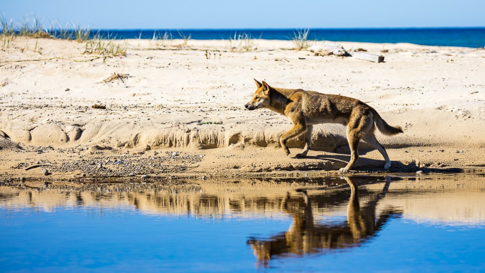 Fraser island &copy; Darran Leal