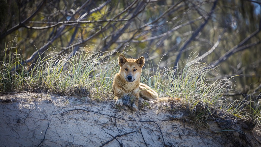 Fraser island &copy; Darran Leal