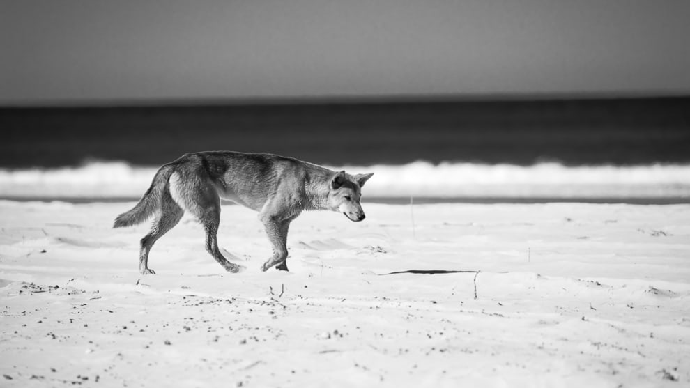 Fraser island &copy; Darran Leal