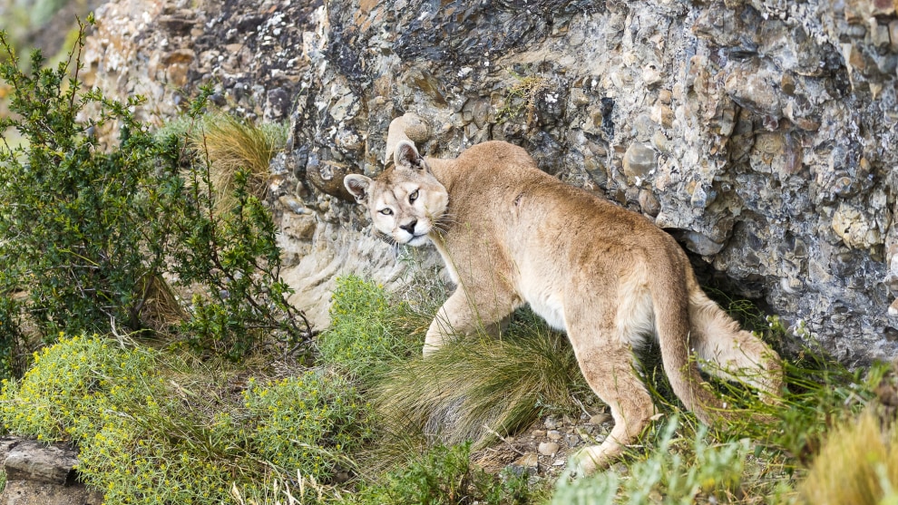 Image: Darran Leal