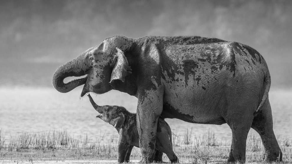 A Touching Moment&rsquo;
by Jagdeep Rajput
Location: Corbett
National Park, India. Image: Jagdeep Rajput/Remembering Wildlife/supplied