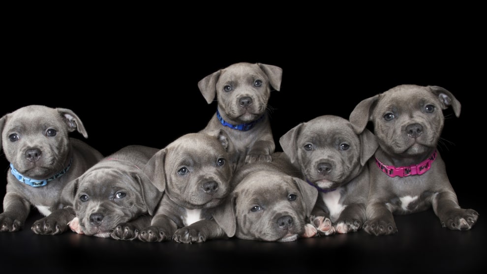 Seven sweet seven-week-old staffy puppies (try saying that fast!) strike a pose in my studio. The pups are seated on a one-square-metre ottoman with pieces of yoga mat placed along the sides to act as walls. This keeps the puppies safe. I started with two puppies, then slowly added more until the whole litter was on the backdrop. Then it&rsquo;s a matter of quickly getting their attention and being ready &ndash; I might only get a split second to have all eyes looking at me. Canon EOS-1D X Mark II, Tamron SP 24-70mm f/2.8 lens @ 24mm. 1/200s @ f13, ISO 125