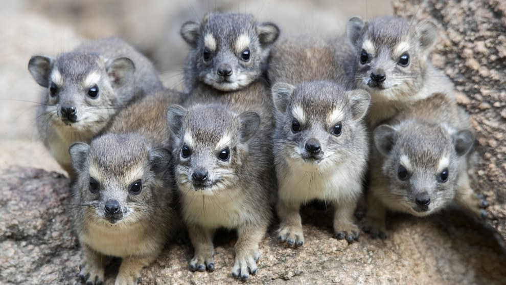While leading a photography tour to Tanzania, Africa, the lodge we stayed at had installed
a large pile of rocks to act as home to a colony of rock dassies. I&rsquo;d been for a swim and as I walked back to my room I saw the dassies were out and about. I raced to grab my camera and 50-600mm lens.
I sat about seven metres from two juveniles, but was able to zoom in thanks to the beast of a lens. Much to my amazement, a third dassie appeared, then a fourth and a fifth, until there were seven peering out at me. Canon EOS-1D X Mark II, Tamron 150-600mm f/5-6.3 lens
@ 500mm. 1/50s @ f9, ISO 1600