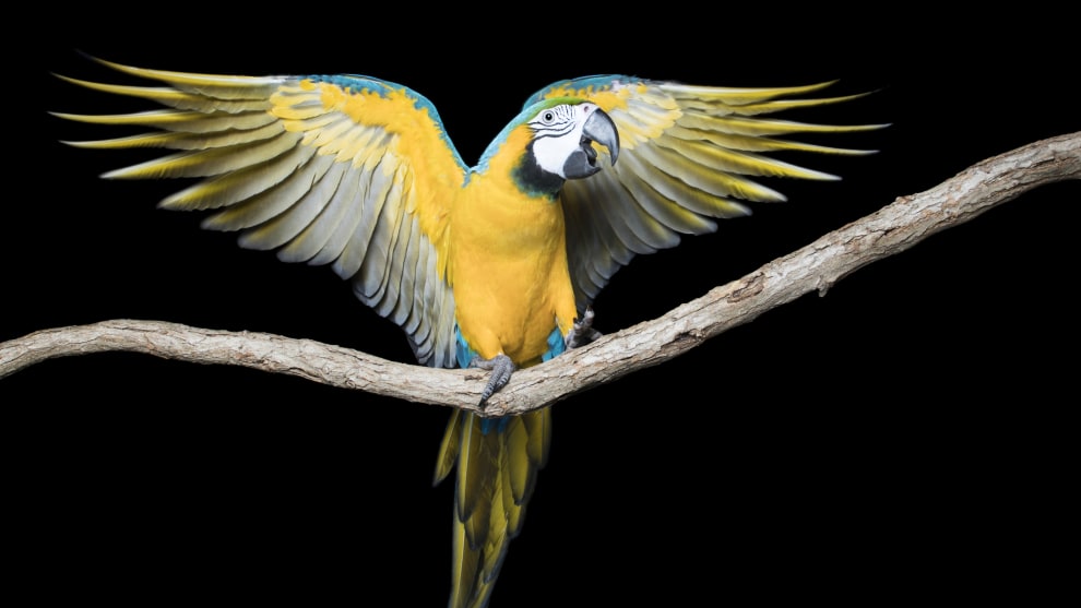 Macaws are phenomenal to photograph. They come in every colour of the rainbow and then some. This macaw was in care due to a form of vertigo. He had been taught to show his wings on command and delighted in doing this for the camera. Note: he is sitting on trusty stick. Canon EOS-1D X Mark II, 24-70mm f/2.8 lens
@ 31mm. 1/200s @ f13, ISO 100