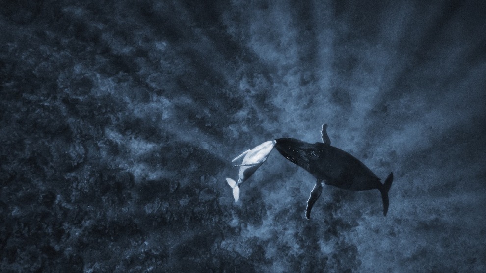 Michael Smith, Silver Medal, Nature (Landscape and Wildlife).