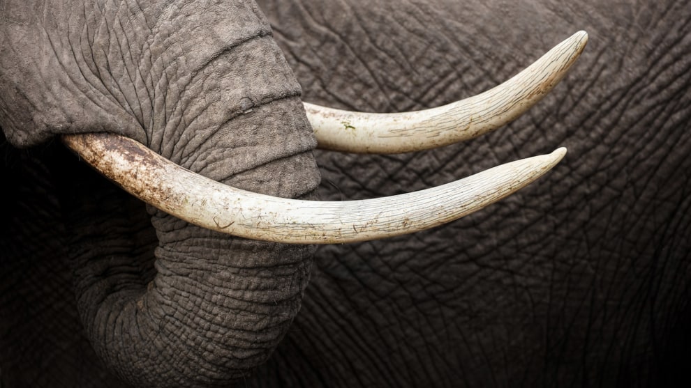 Amboseli. Canon EOS 5DS R, EF100-400mm f/4.5-5.6L IS II USM lens. 1/1000s @ f5.6, ISO 100.