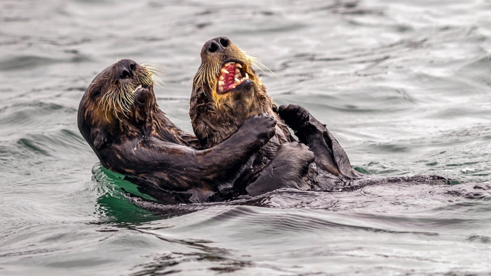 &copy; Andy Harris / Comedy Wildlife Photo Awards 2019