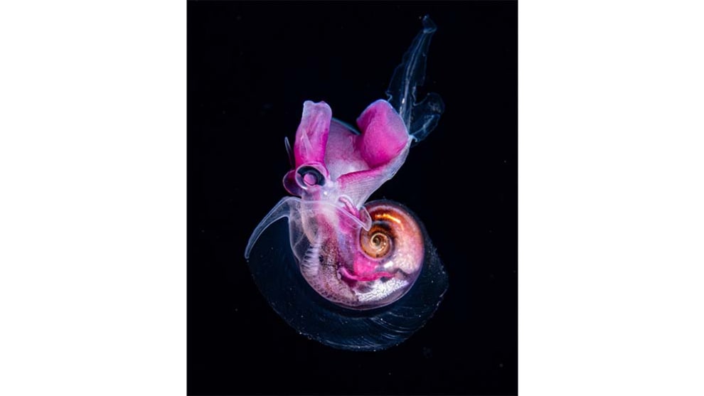 Animal and Nature Category Winner, Simone Matucci, Blackwater.