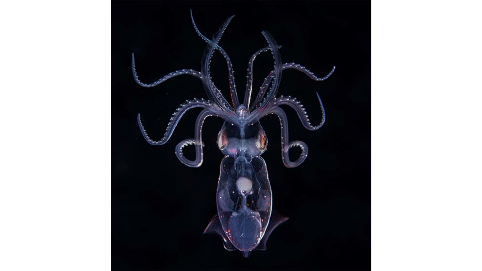 Animal and Nature Category Winner, Simone Matucci, Blackwater.
