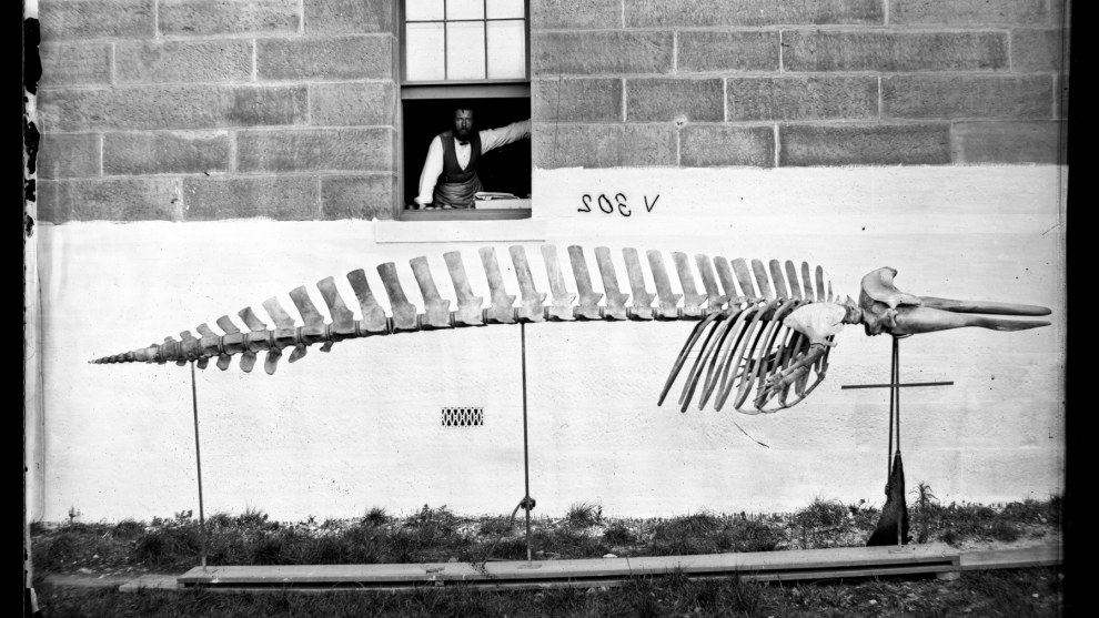 Gerard Krefft with Beaked Whale. Credit: Australian Museum.